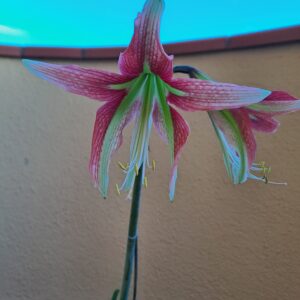 Hippeastrum CBM X Lapacense 10 seeds.