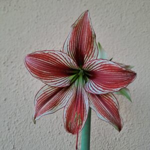 Hippeastrum Lapacense x Papilio n3.