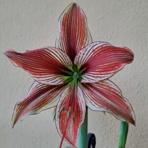 Alternative view of Hippeastrum Lapacense x Papilio n3.