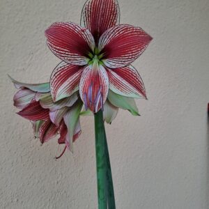 Alternative view of Hippeastrum lapacense hybrid 1 bulb.