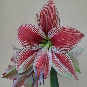 Hippeastrum lapacense hybrid 1 bulb.