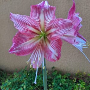 Hippeastrum hybrid #1875Yn2 - 1 bulb about 3cm in diameter.