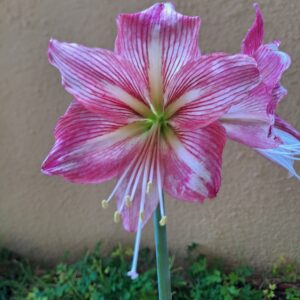 Alternative view of Hippeastrum hybrid #1875Yn2 - 1 bulb about 3cm in diameter.
