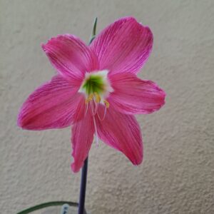 Alternative view of Hippeastrum traubii 1 bulb, 1,5cm in diameter.