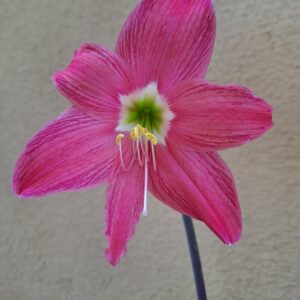 Hippeastrum traubii 1 bulb, 1,5cm in diameter.