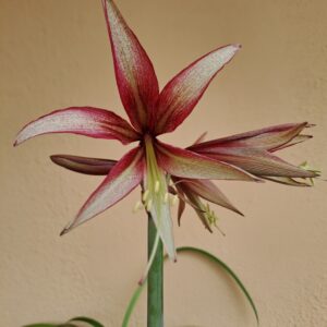 Hippeastrum ES X CMW - 10 seeds.