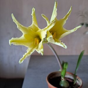 Hippeastrum anzaldoi 1 bulb, 1,1Cm in diameter.