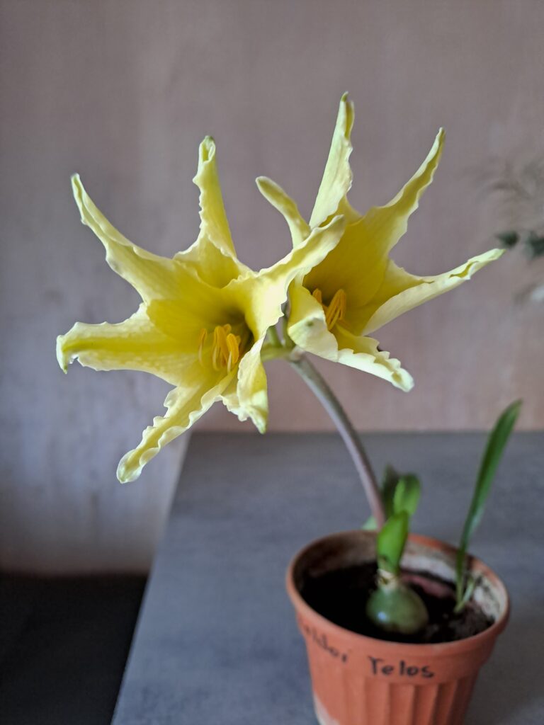 Hippeastrum anzaldoi 1 bulb, 1,1Cm in diameter.