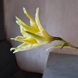 Alternative view of Hippeastrum anzaldoi 1 bulb, 1,1Cm in diameter.