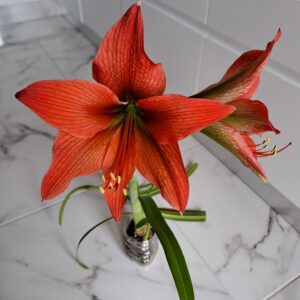 Alternative view of Hippeactrum LM - 1 bulb.