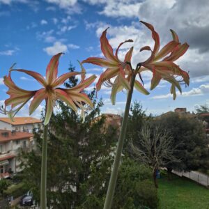 Hippeastrum ES X Tarantula - 10 seeds.