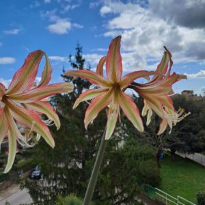 Hippeastrum ES X CM - 10 seeds.