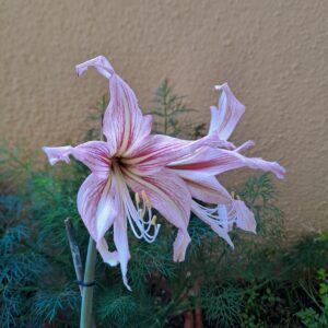 Alternative view of Hippeastrum hybrid RTYn2 - 1 bulb about 1,8cm in diameter Offset