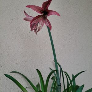 Alternative view of Hippeastrum SG - 1 bulb.