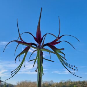 Alternative view of Hippeastrum Cybister 1 bulb, 2cm in diameter. Rare species.