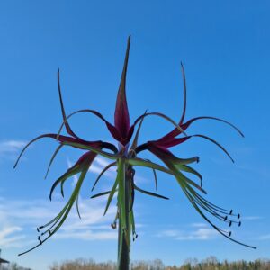 Hippeastrum Cybister 1 bulb, 2cm in diameter. Rare species.