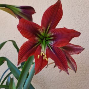 Alternative view of Hippeastrum hybrid PM - 1 bulb.