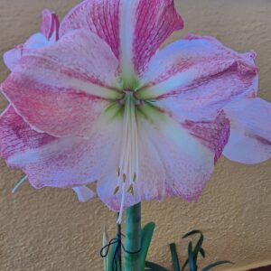 Hippeastrum Blossfeldiae Grandis x self - 10 seeds.