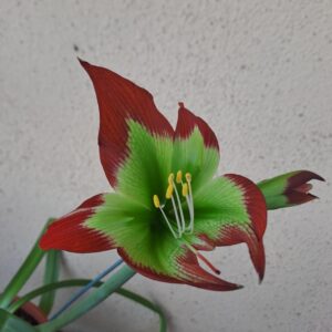 Alternative view of Hippeastrum mandonii 1 Bulb - Rara specie 4,3cm.