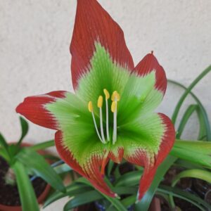 Hippeastrum mandonii 1 Bulb - Rara specie 4,3cm.