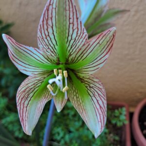 Alternative view of Hippeastrum iguazuanum 1 bulb about 1,5 cm in diameter.