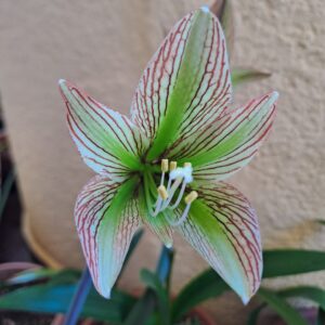 Hippeastrum iguazuanum 1 bulb about 1,5 cm in diameter.