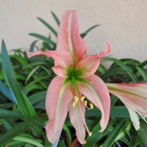 Hippeastrum Pap. hyb.n11 x YTNMn1 - 10 seeds.