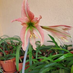 Alternative view of Hippeastrum Pap. hyb.n11 x YTNMn1 - 10 seeds.