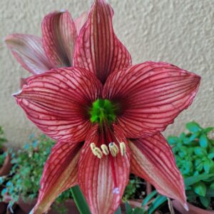 Hippeastrum APn6 -1 bulb.