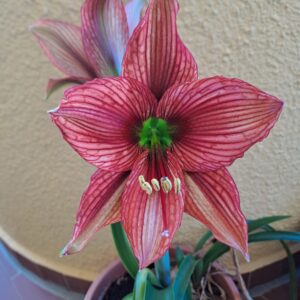 Alternative view of Hippeastrum APn6 -1 bulb.
