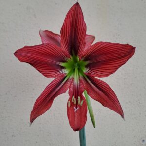 Hippeastrum APn11 - 1 bulb.