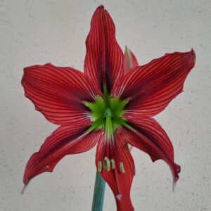 Alternative view of Hippeastrum APn11 - 1 bulb.
