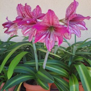 Hippeastrum AP x Autumn Rose Lady variegated - 10 seeds