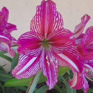 Alternative view of Hippeastrum AP x Autumn Rose Lady variegated - 10 seeds
