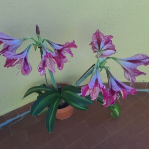 Hippeastrum aulicum x Autumn Rose Lady variegated - 10 seeds.