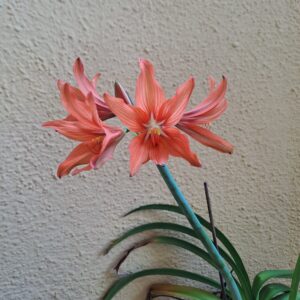 Hippeastrum SantaCatarina 1 bulb, 1,8 cm in diameter. Rare.