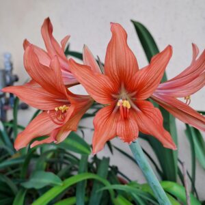 Alternative view of Hippeastrum SantaCatarina 1 bulb, 1,8 cm in diameter. Rare.