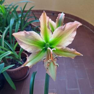 Hippeastrum Calyptratum Hybrid N2 - 1 bulb.