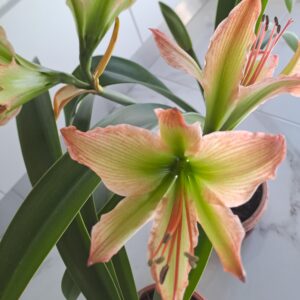 Alternative view of Hippeastrum Calyptratum Hybrid N2 - 1 bulb.
