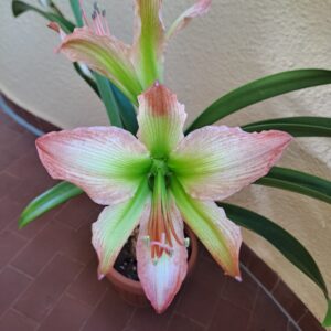 Hippeastrum Aulicum X Calyptratum N2 - 1 bulb about 2cm . Offset.