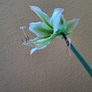 Alternative view of Hippeastrum Calyptratum Hybrid N1 - 1 bulb.