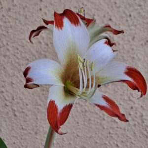 Hippeastrum nelsonii 1 bulb, 2.6cm in diameter. Rare.