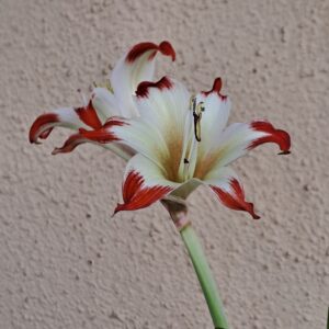Alternative view of Hippeastrum nelsonii 1 bulb, 2.6cm in diameter. Rare.