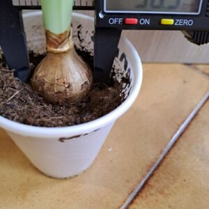 Hippeastrum verdianum 1 bulb.