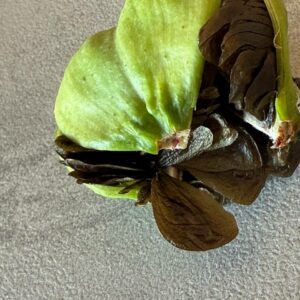 Alternative view of Hippeastrum parodii 5 seeds.