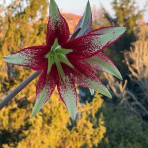 Alternative view of Hippeastrum Nuova sp. Leucopardinum 5 seeds.