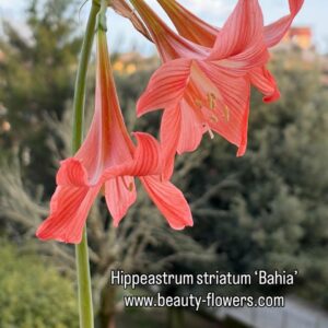 Hippeastrum Striatum Bahie 1 bulb. Rare. Offset. Light peach color!!