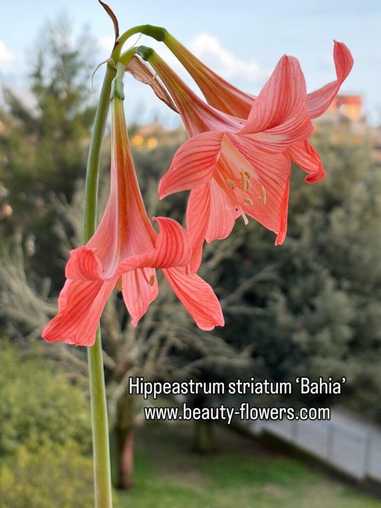 Hippeastrum Striatum Bahie 1 bulb. Rare. Offset. Light peach color!!