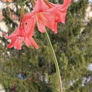 Alternative view of Hippeastrum Striatum Bahie 1 bulb. Rare. Offset. Light peach color!!