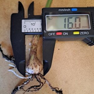 Hippeastrum blossfeldiae 'Sao Sebastiao - 1 bulb.